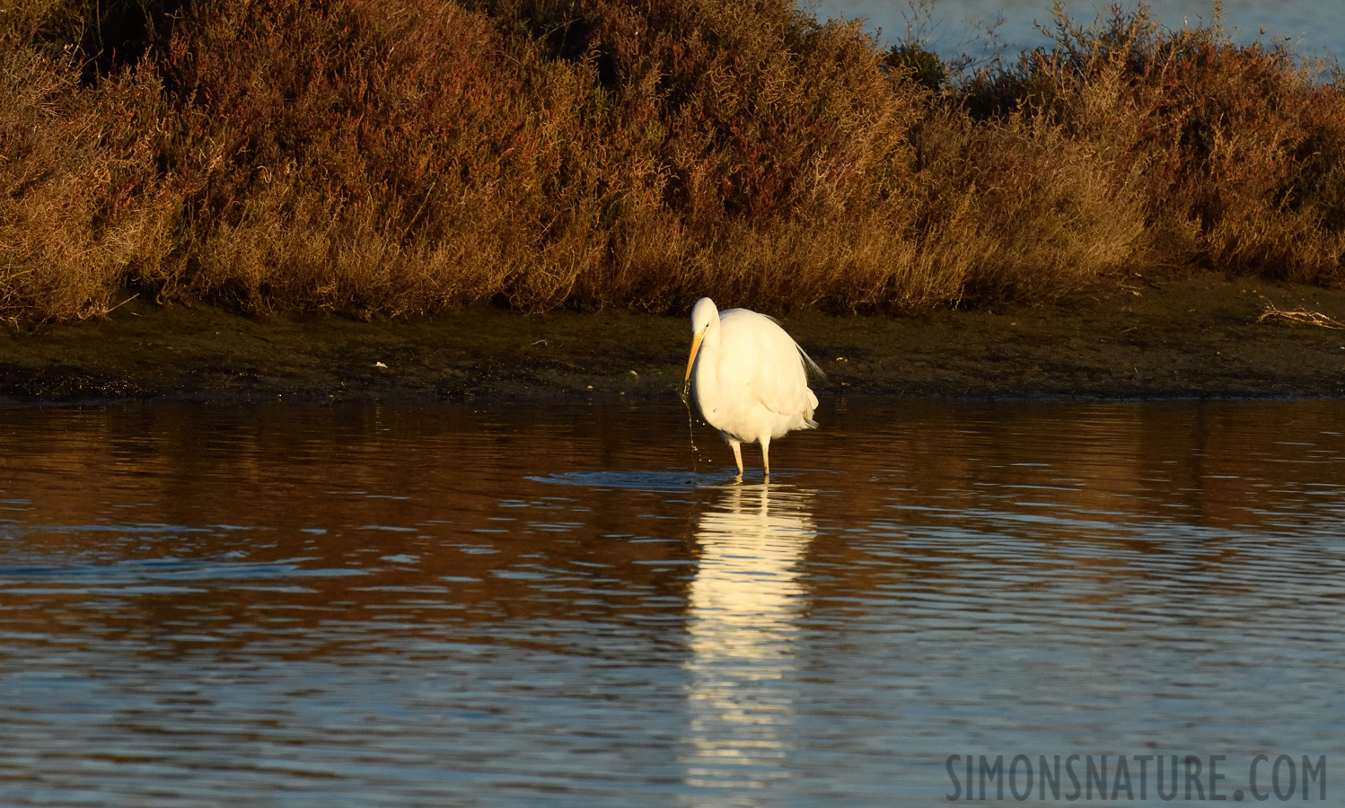 Ardea alba alba [400 mm, 1/3200 sec at f / 10, ISO 1600]